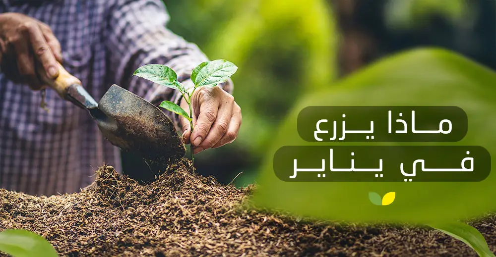 المحاصيل التي تزرع في يناير