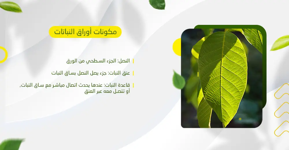 مكونات أوراق النبات