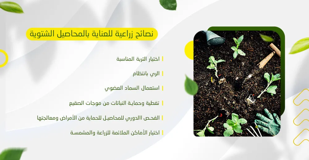 نصائح للعناية بالمحاصيل الشتوية