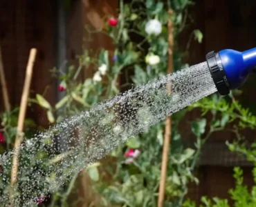 رعاية النباتات في الصيف