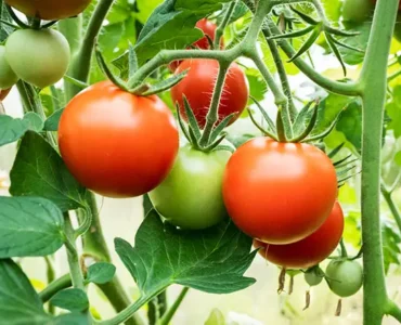 مشاكل زراعة الطماطم