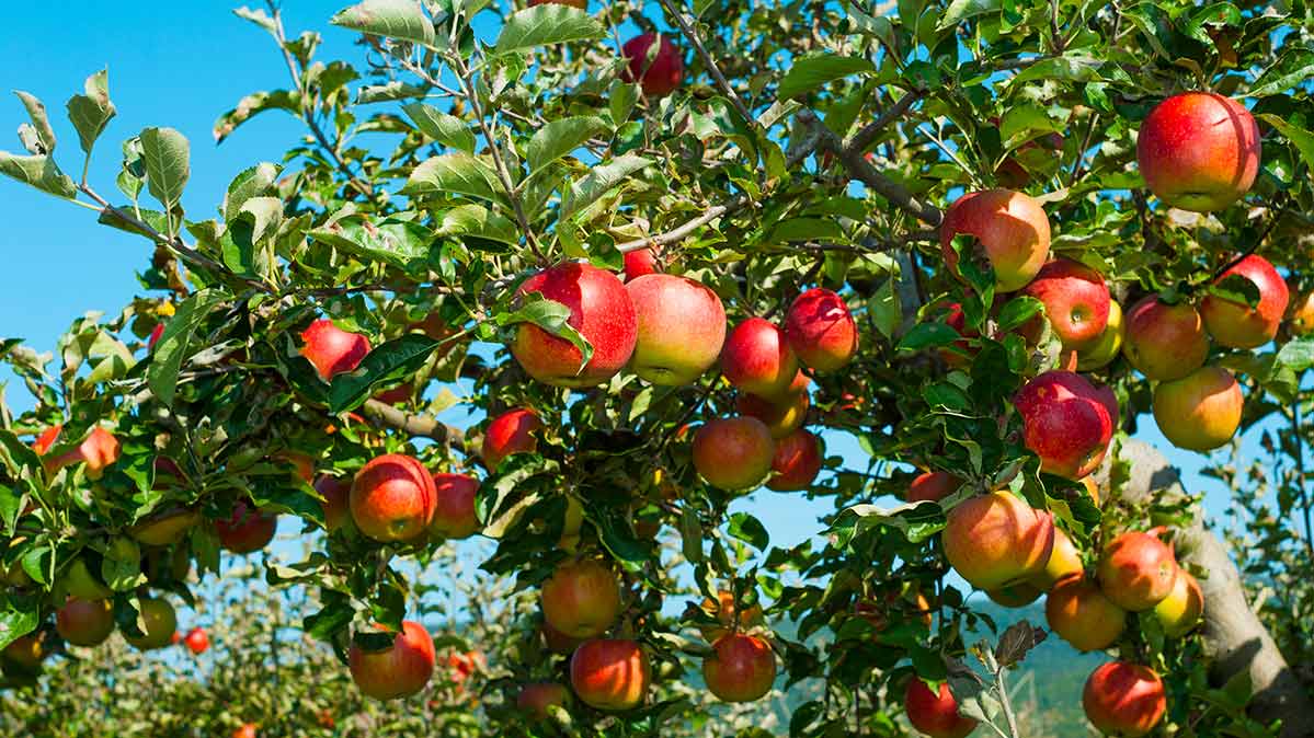 أشهر 5 أمراض تصيب شجرة التفاح 