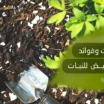 فوائد قشر البيض للنبات