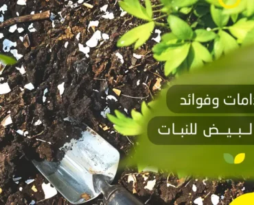 فوائد قشر البيض للنبات