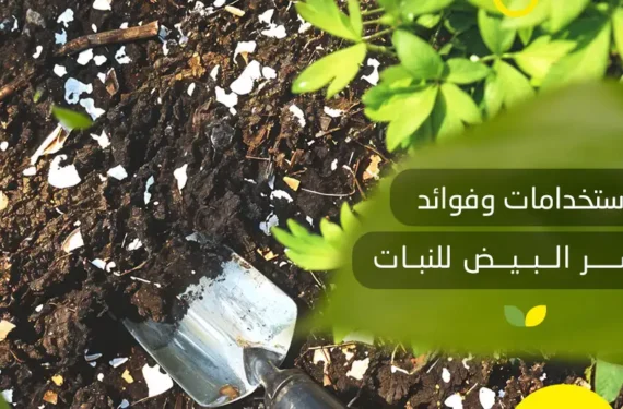فوائد قشر البيض للنبات