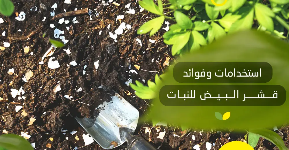 فوائد قشر البيض للنبات