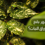 لماذا_تظهر_بقع_سوداء_على_أوراق_النبات