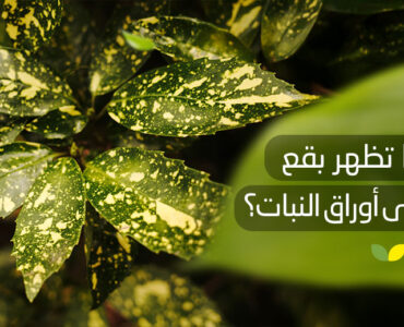 لماذا_تظهر_بقع_سوداء_على_أوراق_النبات