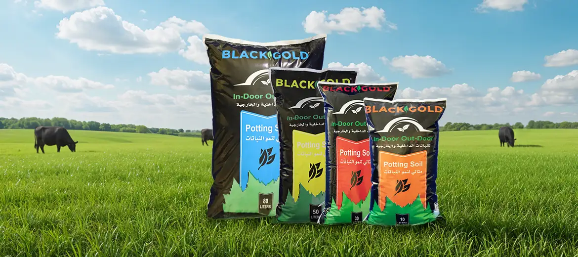 black Gold Soil