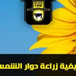 how to grow sunflower