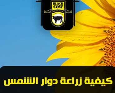 how to grow sunflower