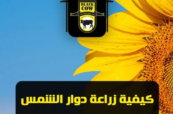 how to grow sunflower