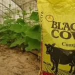 أفضل سماد بقري معالج