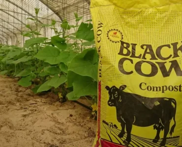 أفضل سماد بقري معالج