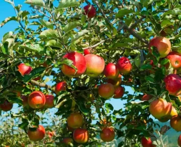 أمراض تصيب شجرة التفاح