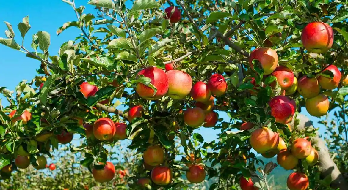 أمراض تصيب شجرة التفاح