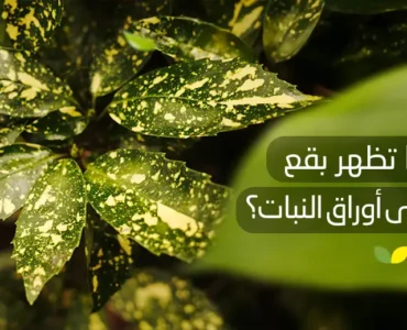 بقع سوداء على أوراق النبات