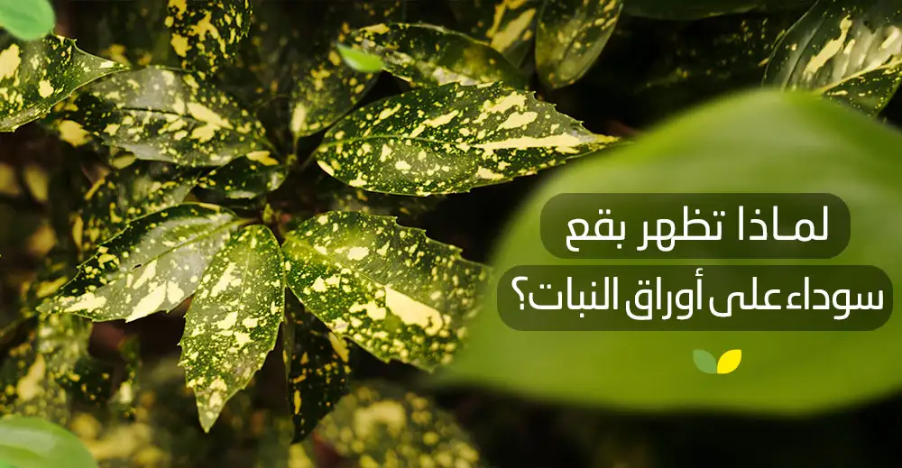 بقع سوداء على أوراق النبات