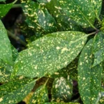 تبقع الأوراق الأسباب والعلاج