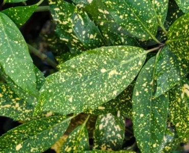 تبقع الأوراق الأسباب والعلاج