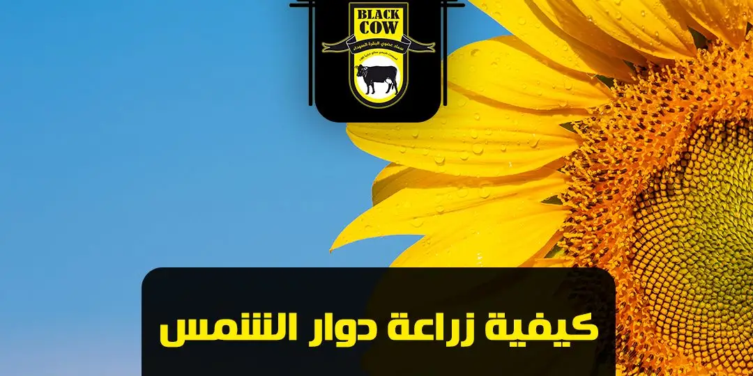 زراعة دوار الشمس