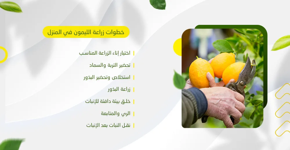 خطوات زراعة الليمون في المنزل