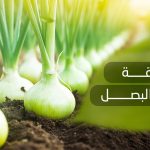 طريقة زراعة البصل