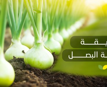 طريقة زراعة البصل