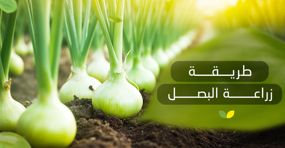 طريقة زراعة البصل