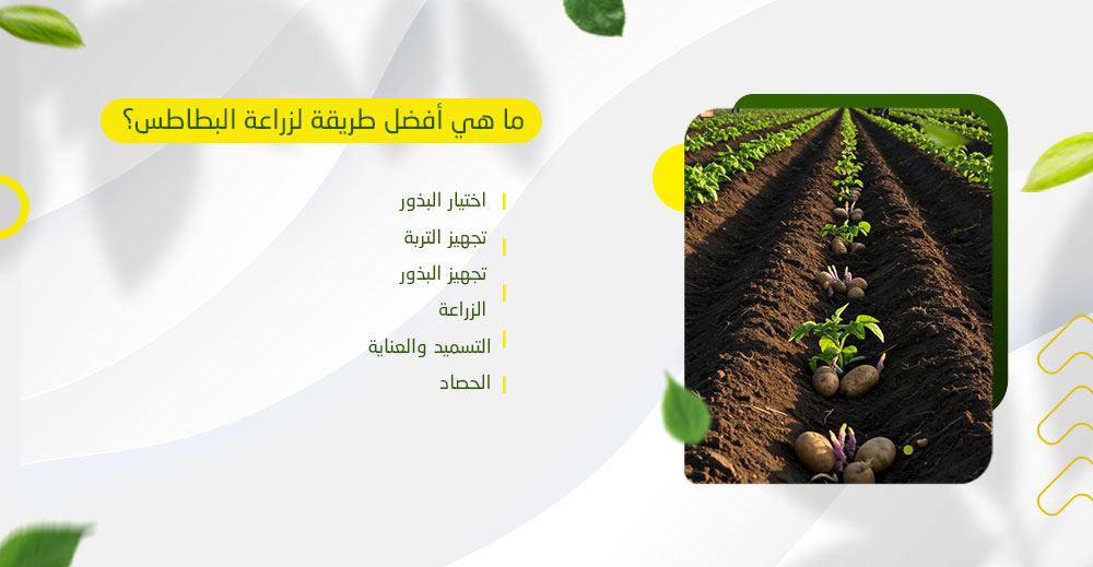 ما هي أفضل طريقة لزراعة البطاطس؟