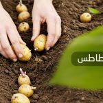زراعة البطاطس