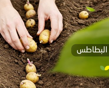 زراعة البطاطس