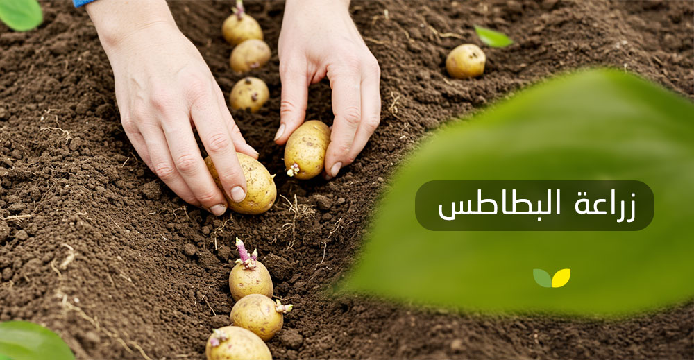 زراعة البطاطس