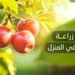 طريقة زراعة بذور التفاح في المنزل
