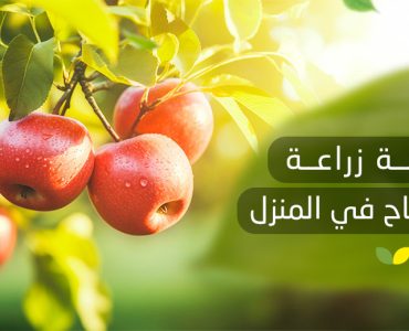 طريقة زراعة بذور التفاح في المنزل