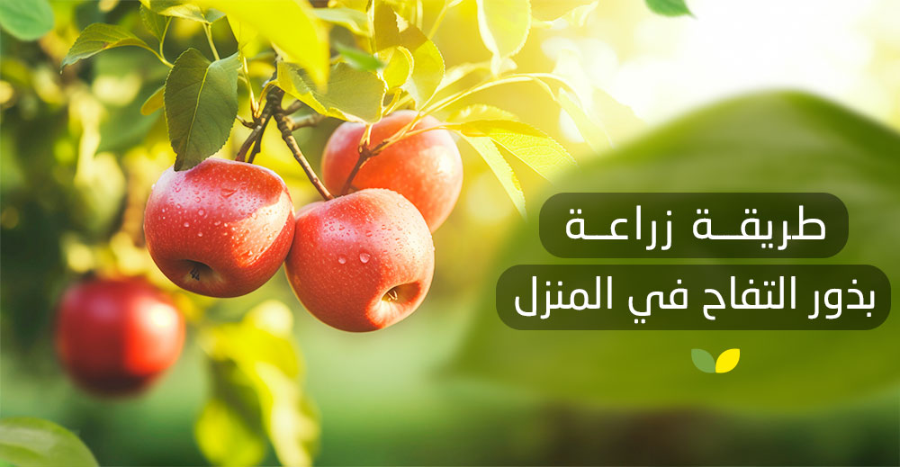 طريقة زراعة بذور التفاح في المنزل