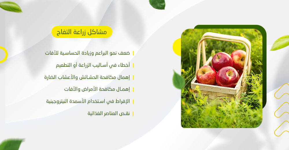 مشاكل زراعة التفاح