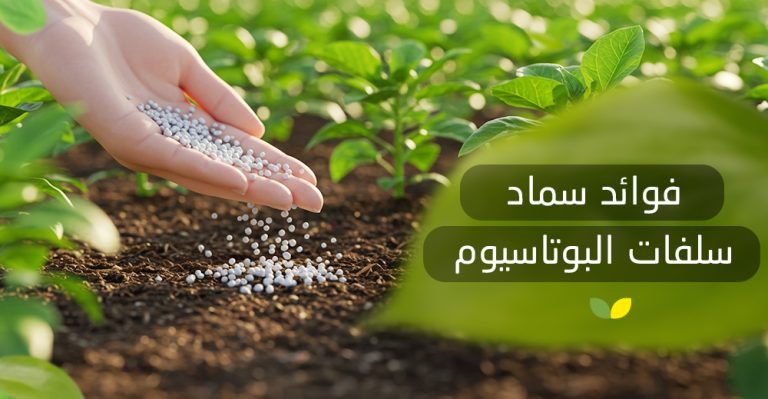 فوائد سماد سلفات البوتاسيوم وطريقة استخدامه - BlackCow