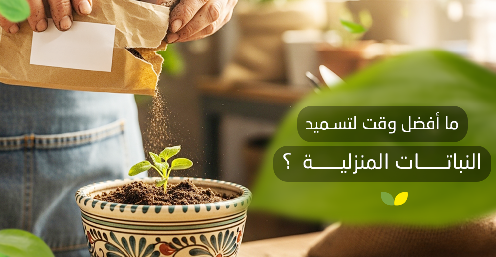 ما أفضل وقت لتسميد النباتات المنزلية؟