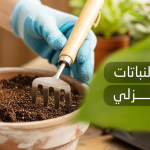 تسميد النباتات المنزلية