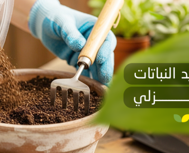 تسميد النباتات المنزلية
