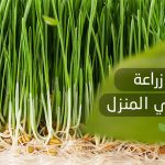 طريقة زراعة الشعير في المنزل