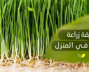 طريقة زراعة الشعير في المنزل