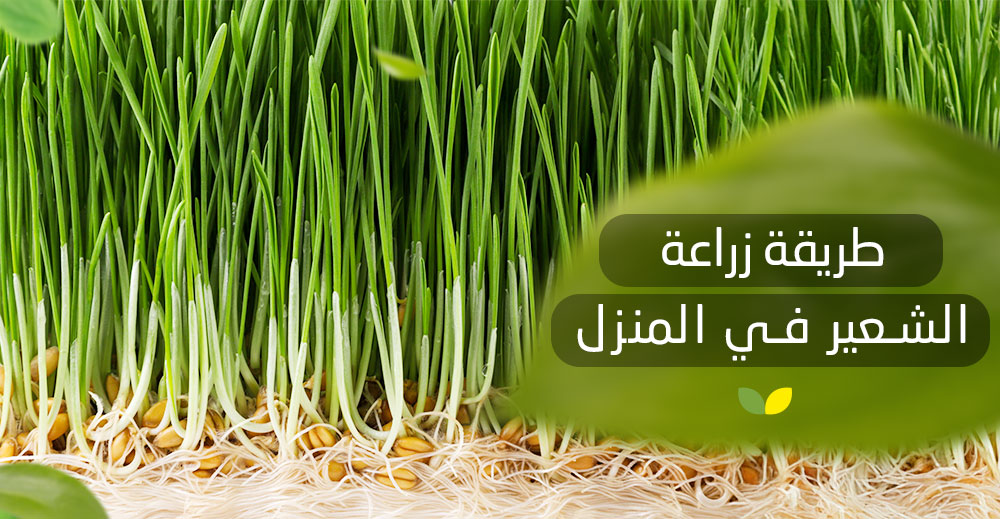 طريقة زراعة الشعير في المنزل