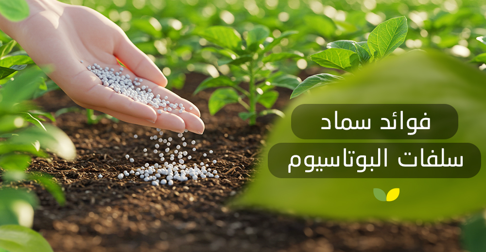 فوائد سماد سلفات البوتاسيوم ​