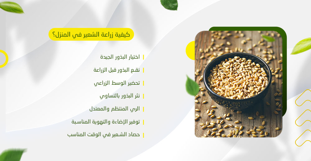 كيفية زراعة الشعير في المنزل؟