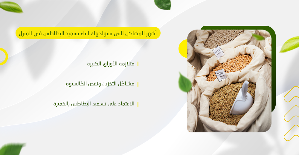 أشهر المشاكل التي ستواجهك اثناء تسميد البطاطس في المنزل