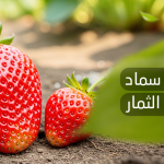 تكبير حجم الثمار بالسماد الطبيعي