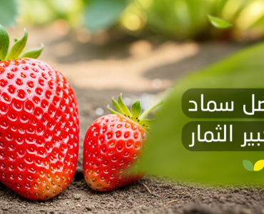 تكبير حجم الثمار بالسماد الطبيعي