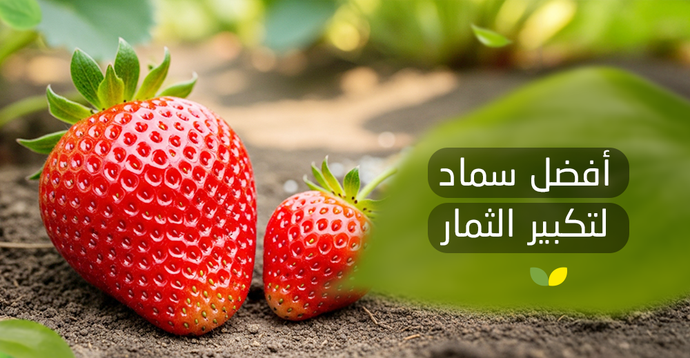 تكبير حجم الثمار بالسماد الطبيعي